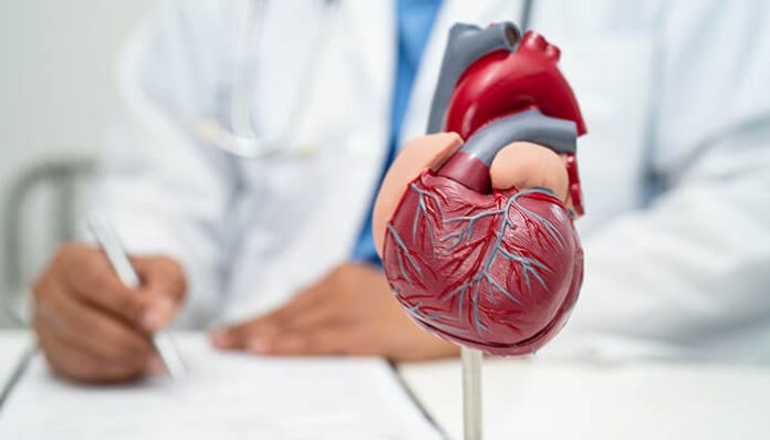 A doctor with a heart model on a desk, symbolizing medical training and analysis of ACLS and Chilblains in emergency and cold-related care.