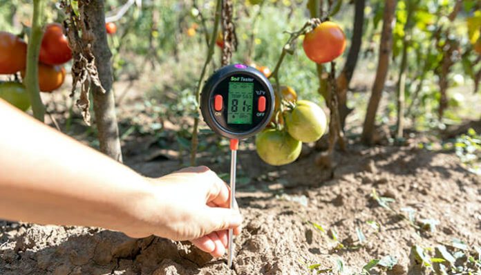 Hand using a digital soil tester in a garden with tomatoes, highlighting the importance of avoiding soil test mistakes for accurate results.
