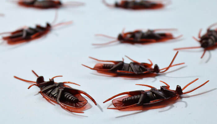Dead cockroaches on floor after professional pest control service treatment ensuring effective home pest elimination