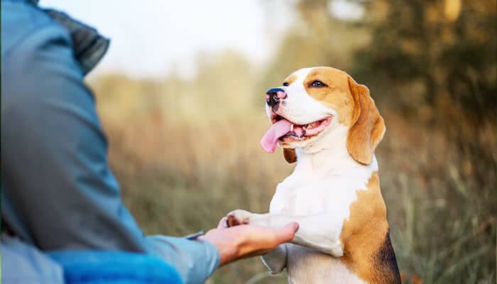 A dog trainer teaching a beagle to give its paw, symbolizing trust and responsibility — highlighting the need for professional insurance for dog trainers.