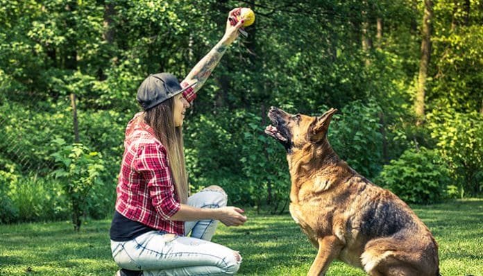 A dog trainer engaging in a training session with a German Shepherd outdoors, emphasizing safety and professional insurance for dog trainers.