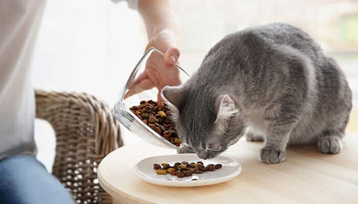 Dog and cat boarding ensures proper feeding routines and attentive care for pets in a secure environment