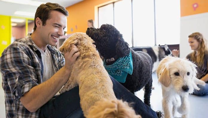 Man playing with happy dogs in a dog daycare facility during supervised social time