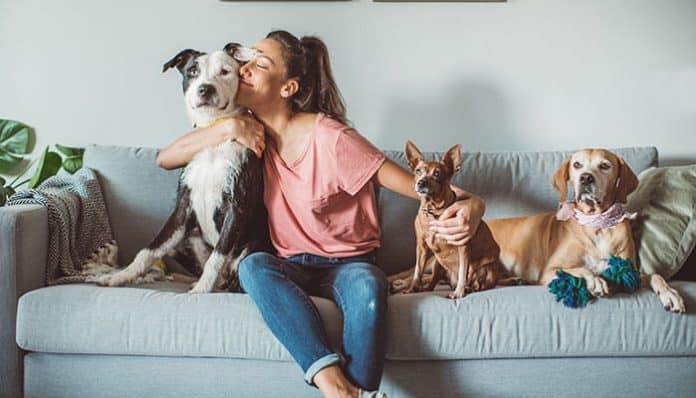 Dog and cat boarding provides safe, loving care with supervised comfort for pets while owners are away