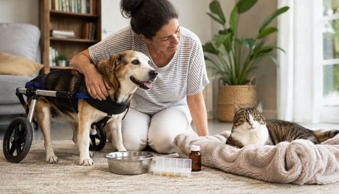 Support Pets With Chronic Illness or Disability - Startupeditor | Startup Editor Pet Guide LWMFPets From LookWhatMomFound care for a disabled dog and cat