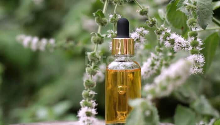 What Are the Potential Benefits of Oil of Oregano with Black Seed Oil? - Startup Editor | Startup Editor Oil of Oregano with Black Seed Oil concept featuring a glass dropper bottle surrounded by fresh flowering oregano plants.