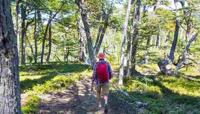 Best Hiking Trails in Green Mountain National Forest - Startup Editor | Startup Editor Hiker walking through a forest trail in Green Mountain National Forest surrounded by Vermont woodland, hiking paths, and natural scenery